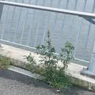 Clean Up Australia Day — Bennelong Bridge — photo 6